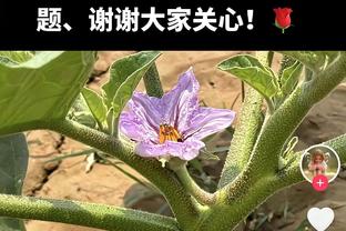 詹俊视频：阿森纳客场6-0横扫西汉姆联，枪迷们开香槟吃饺子了么？